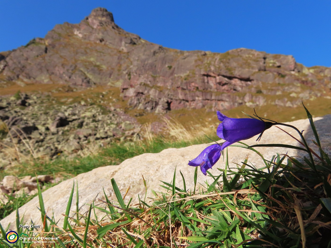 08 Fiore di Campanula con cima del Pizzo di Giacomo.JPG